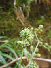 Eryngium smithii