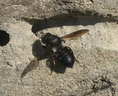 Megachile albocristata