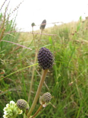 Eryngium urbanianum