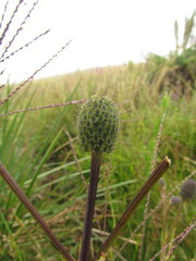 Eryngium urbanianum