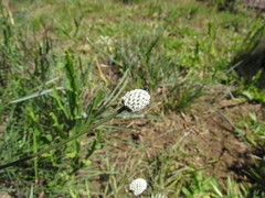 Eryngium zosterifolium