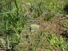 Eryngium zosterifolium