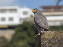 Rupornis magnirostris