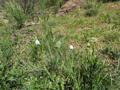 Eryngium zosterifolium