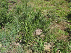 Eryngium zosterifolium