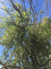 Pouteria salicifolia