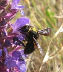 Megachile parietina