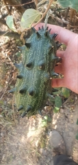 Cucumis metuliferus