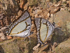 Polyura eudamippus