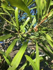 Pouteria salicifolia