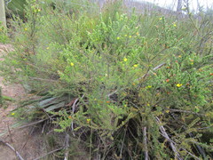 Aspalathus opaca opaca