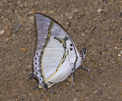 Polyura eudamippus eudamippus