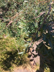 Phyllanthus sellowianus