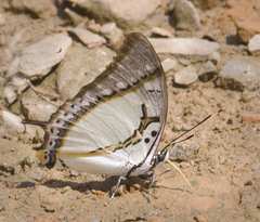 Polyura eudamippus