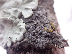 Phaeophyscia hirtella