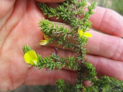 Aspalathus opaca opaca