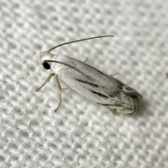 Plectophila micradelpha