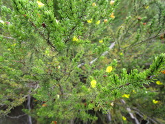 Aspalathus opaca opaca