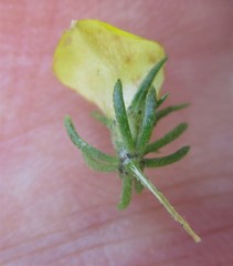 Aspalathus opaca opaca