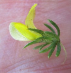 Aspalathus opaca opaca