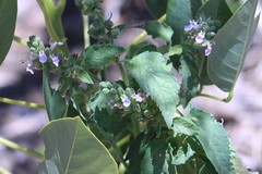 Teucrium vesicarium