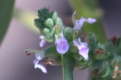 Teucrium vesicarium
