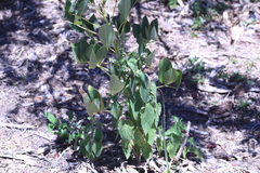 Teucrium vesicarium