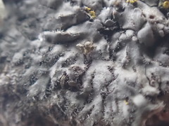 Phaeophyscia hirtella