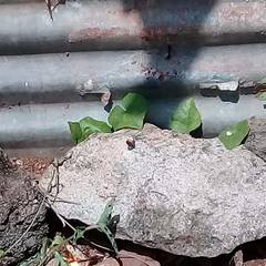 Talicada nyseus nyseus