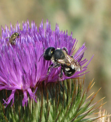 Osmia signata