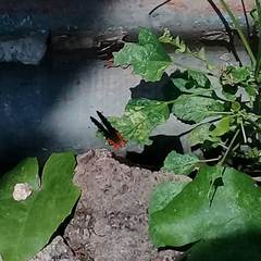 Talicada nyseus nyseus