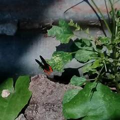 Talicada nyseus nyseus