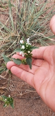 Leucas glabrata