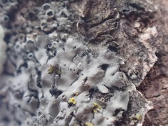 Phaeophyscia hirtella