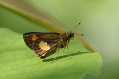 Oriens paragola