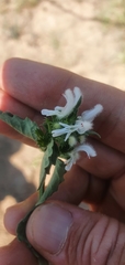 Leucas glabrata