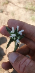 Leucas glabrata