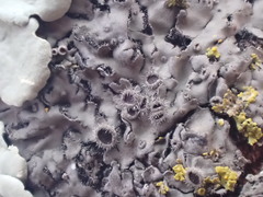 Phaeophyscia hirtella