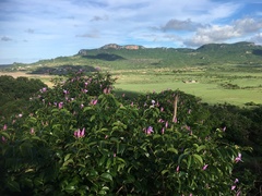 Cryptostegia madagascariensis