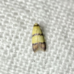 Heteroteucha distephana