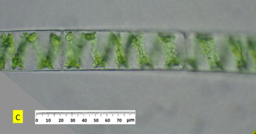 Spirogyra varians
