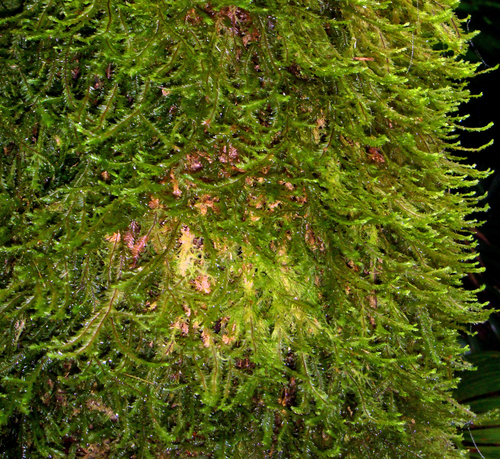 Plagiochila pacifica