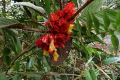 Drymonia teuscheri