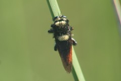 Mallophora ruficauda