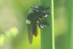 Mallophora ruficauda