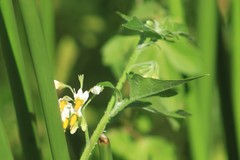 Solanum pilcomayense