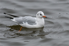 Chroicocephalus ridibundus