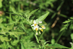 Solanum pilcomayense