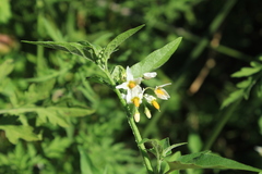 Solanum pilcomayense
