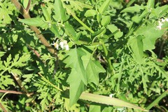 Solanum pilcomayense